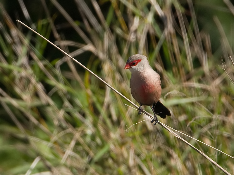 Estrilda astrild Sint Helenafazantje Common Waxbill